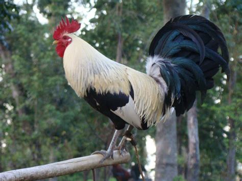 Circle L gamefarm.